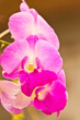 beautiful orchid