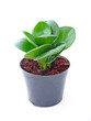 young plant isolated on the white background