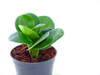 young plant isolated on the white background