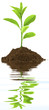 plant de jeune citronnier