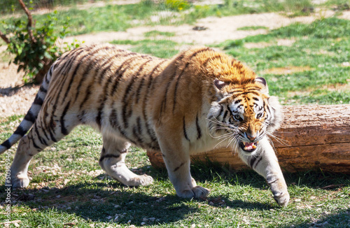Photo: Tiger Tiger