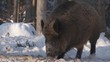 Wildschweine