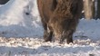 Wildschweine