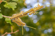 Mondvogel, Eichenprozessionsspinner