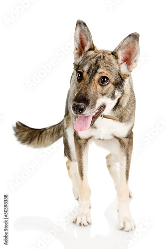 Photo: Mixed-breed dog standing in fron. isolated on white Mixed-breed dog standing in fron. isolated on white