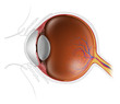 human eyeball