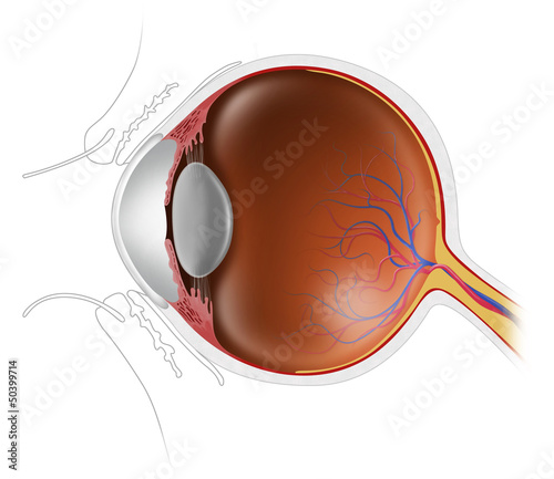 Illustration: human eyeball human eyeball