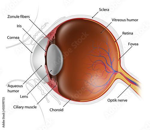 Illustration: human eyeball human eyeball