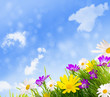 field of daisy flower