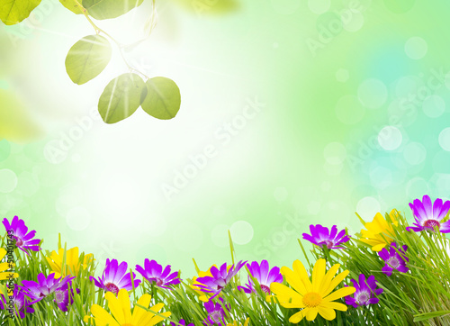 Photo: frühling /sommer frühling /sommer