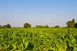 Tobacco farm against blue sky
