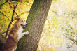 happy dog border collie at the tree