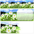 horizontal banners with beautiful chamomile meadow