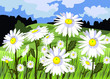 Beautiful meadow with daisies