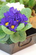 Foto: erste Frühlingsblüher erste Frühlingsblüher