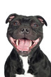 staffordshire bull terrier dog smiling