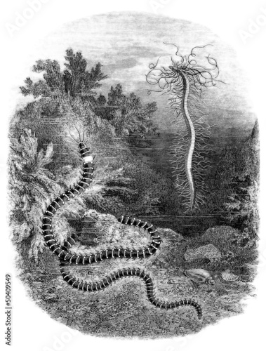 Illustration: Worm : aquatic Annelide - Vers Marins - Seewurm Worm : aquatic Annelide - Vers Marins - Seewurm