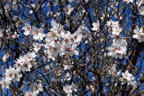 Photo: Almond tree in blossom, Andalusia © Arena Photo UK Almond tree in blossom, Andalusia © Arena Photo UK