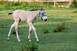 Mare and her foal
