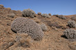 cactées