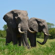 two male elephants in Chobe reserve in Botswana, Africa,
