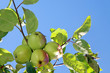 Photo: Ripe apples. Ripe apples.