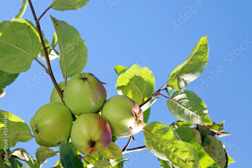 Photo: Ripe apples. Ripe apples.