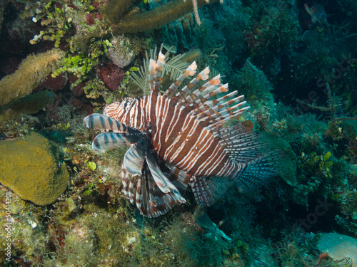 Photo: common lionfish (Pterois volitans) common lionfish (Pterois volitans)