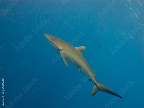 Photo: Silky shark (Carcharhinus falciformis) Silky shark (Carcharhinus falciformis)