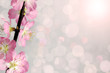 spring background
