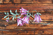 Campanules (peinture sur bois)