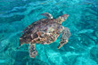 Marine turtle