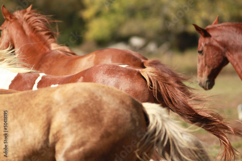 Photo: Horse Backs Horse Backs