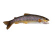 fresh stream trout