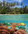 Tropical beach and coral reef