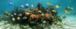 Underwater panorama in a coral reef