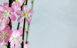 spring flowers
