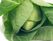 Cabbage