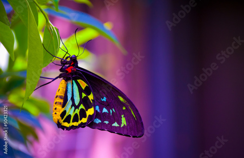 Photo: Neon butterfly Neon butterfly