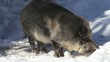 Wildschwein in Deutschland im Winter