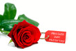 "Alles Gute zum Muttertag" - Karte an roter Rose