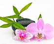 Orchid