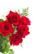 Red roses on white background