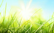 Fresh green grass and sun