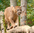 Cougar