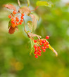 Berries of Viburnum opulus