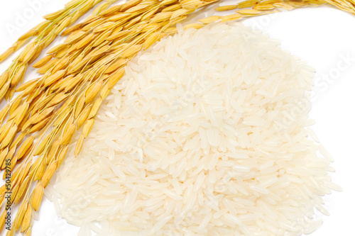 Photo: close up paddy jasmine rice and rice raw on white background close up paddy jasmine rice and rice raw on white background
