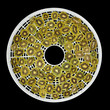 Foto: Dried kiwis chips on dehydrator tray Dried kiwis chips on dehydrator tray