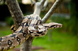 Close up of Columbia boa constrictor.
