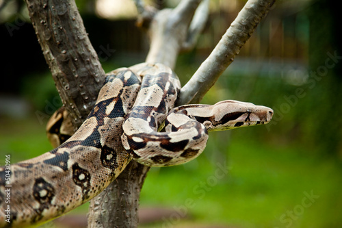 Photo: Close up of Columbia boa constrictor. Close up of Columbia boa constrictor.